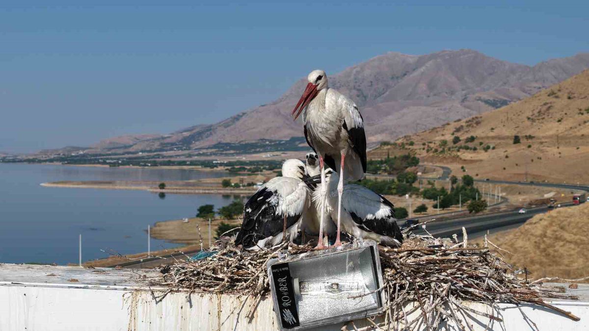 Anadolu’da leyleklerin göç hazırlığı