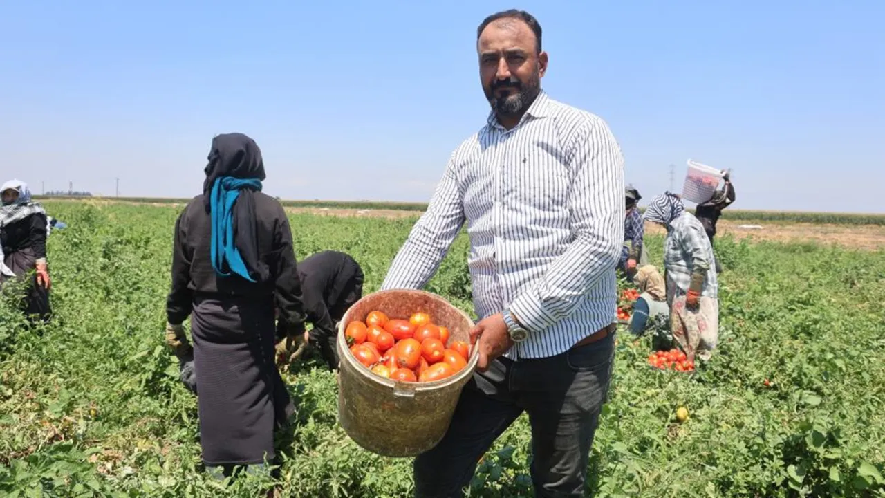 6 saatte bin 100 TL kazanç! Sıcak bastırınca hasadı bırakıyorlar