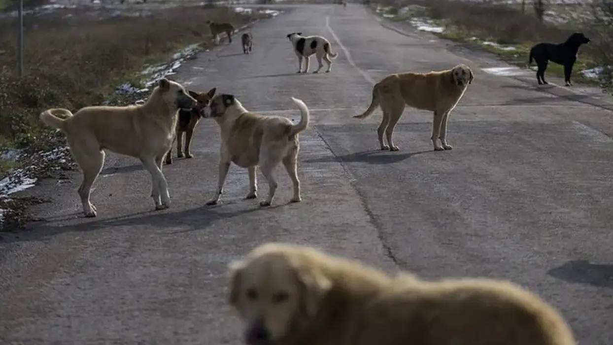 Sahipsiz köpekler dehşet saçtı! 8 yaşındaki çocuğa 150 dikiş atıldı