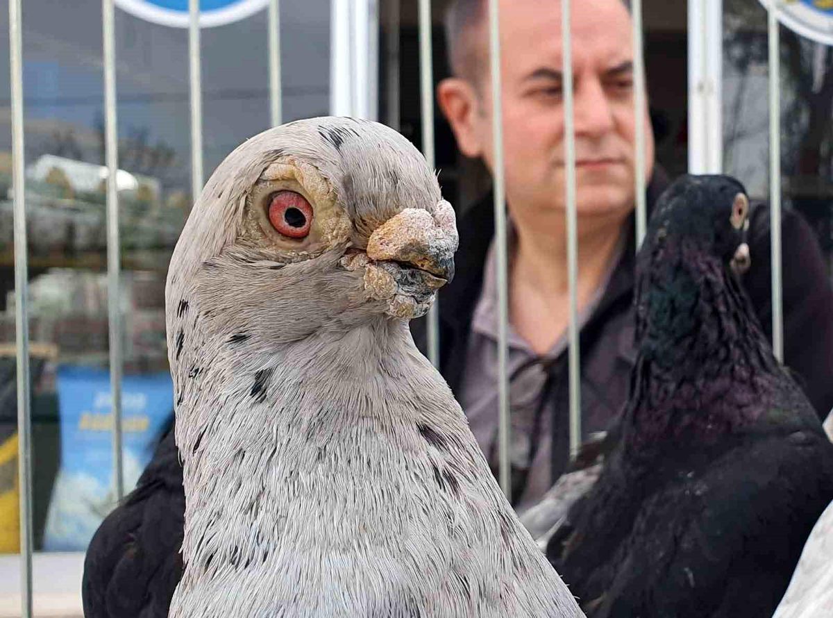 Parmak ucunda yürüyen endemik Tokur güvercinleri görücüye çıktı