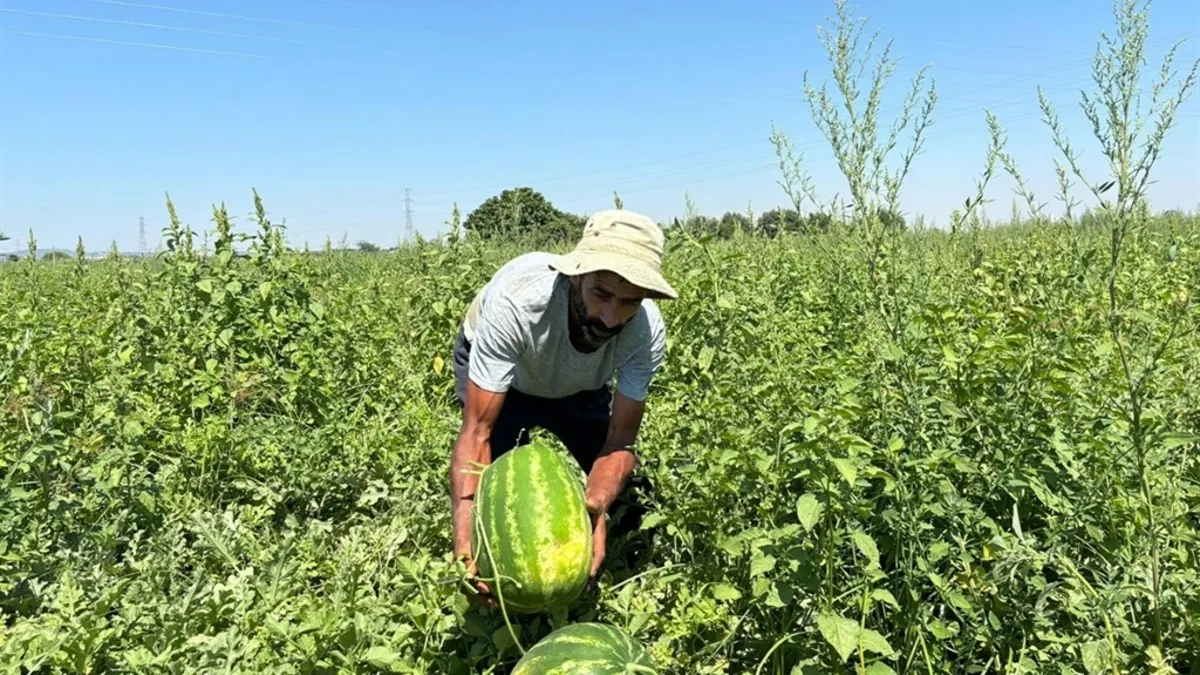 90 günde yetişti dev hasat başladı! Karpuz alırken sakın bunu yapmayın: İşte iyi karpuzun sırrı!