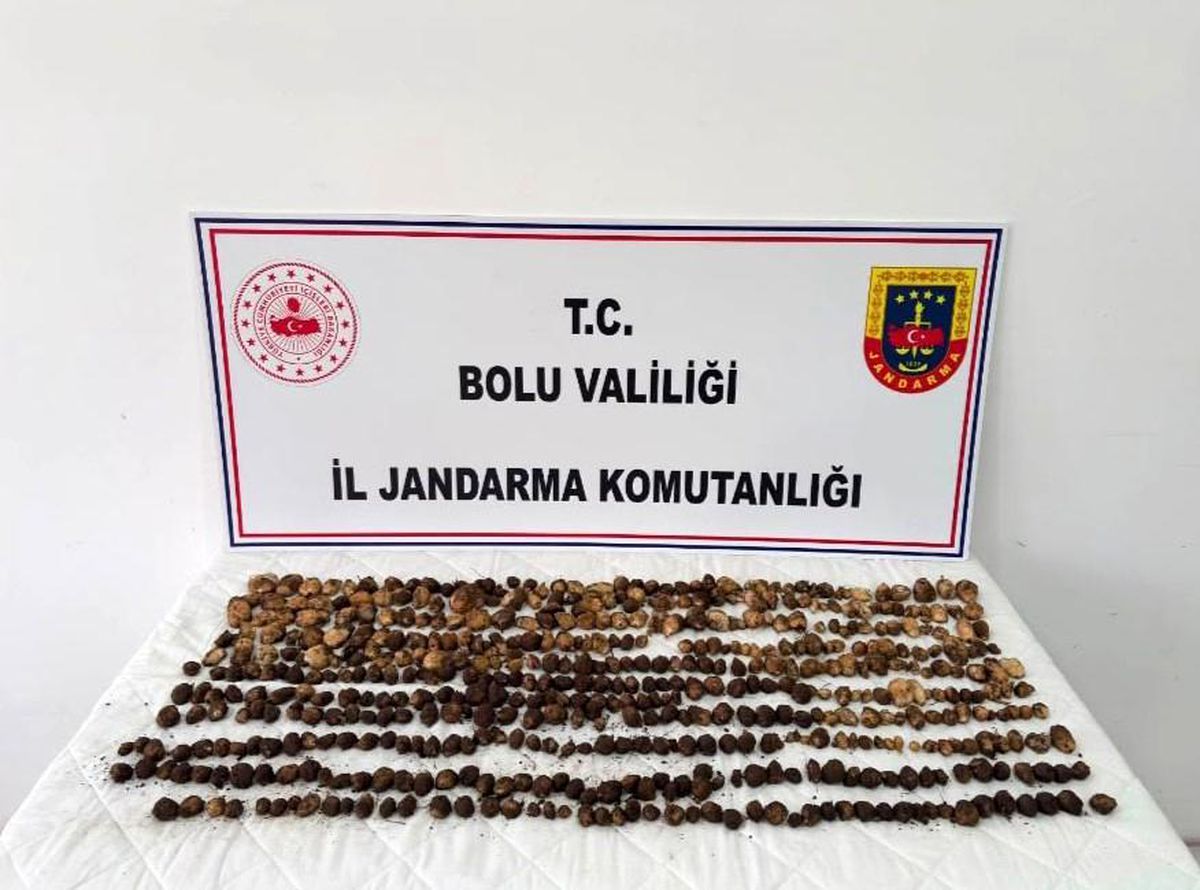 Bolu'da yabani salep toplayan 3 kişiye rekor ceza: 2 milyon 97 bin TL