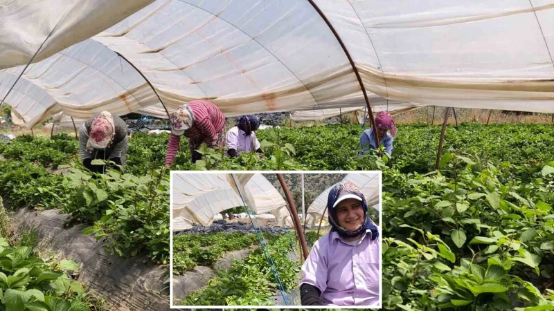 Kırmızı altın mesaisi başladı: 40 derece sıcakta topluyorlar