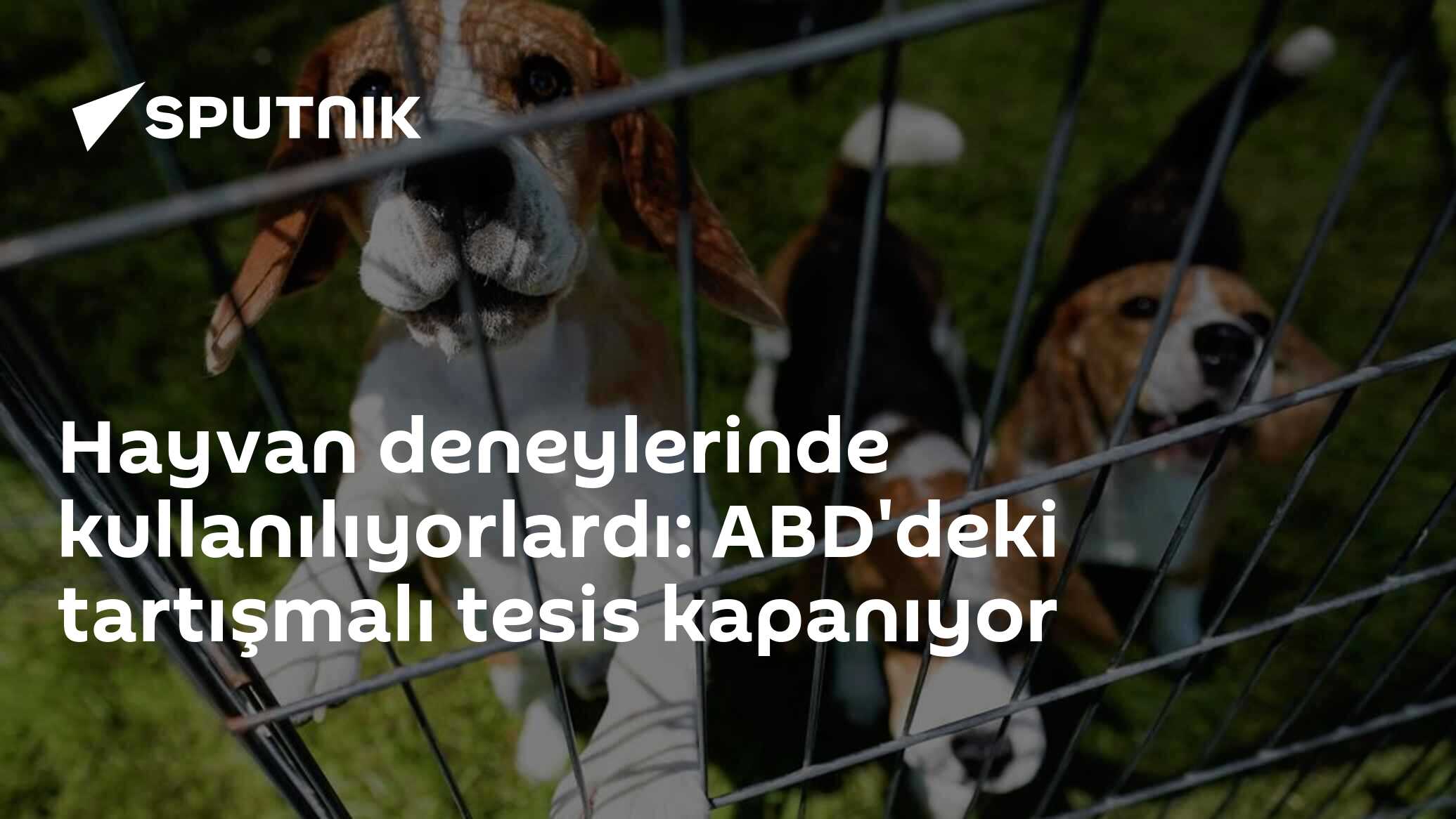 Hayvan deneylerinde kullanılıyorlardı: ABD'deki tartışmalı tesis kapanıyor