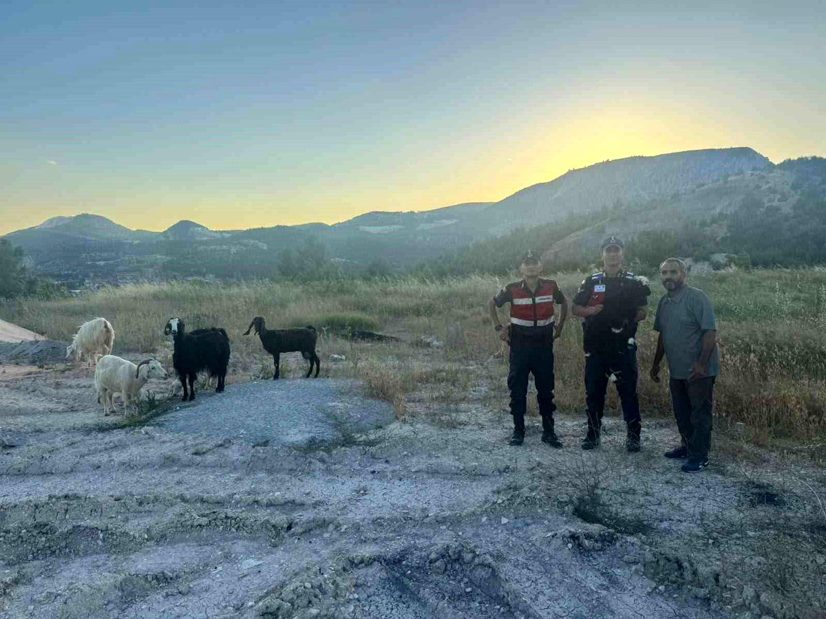 Bilecik'te kaybolan 9 küçükbaş hayvan bulunarak sahibine teslim edildi