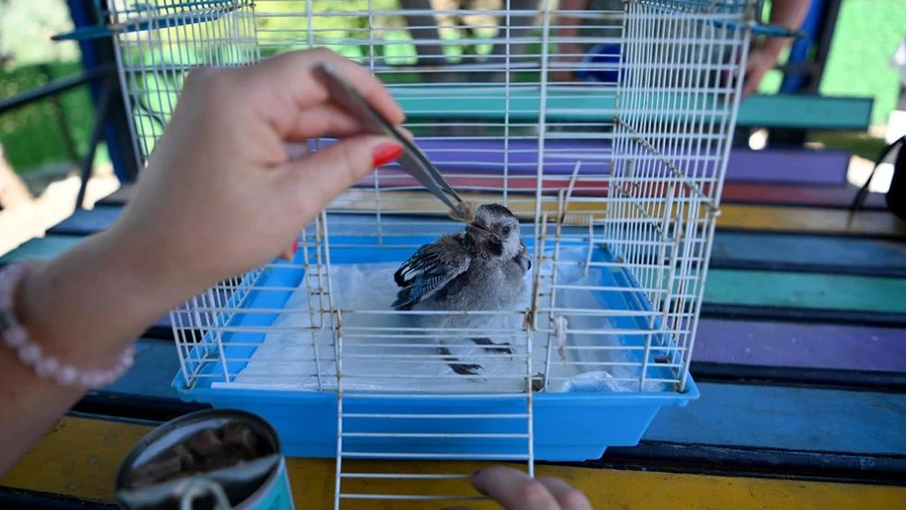 Kuşadası Belediyesi'nden yavru ala kargaya şefkat eli
