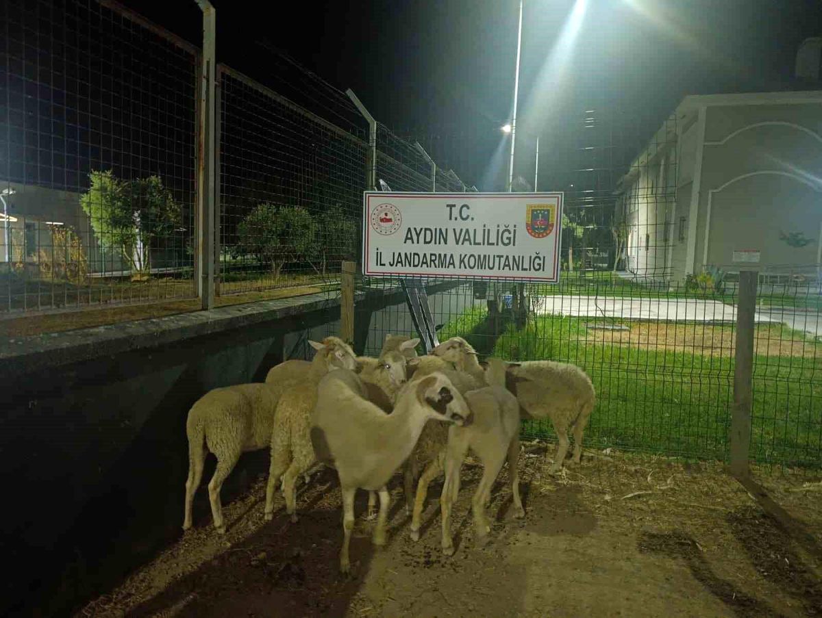 Koçarlı'da 15 koyun evin bahçesinden çalındı