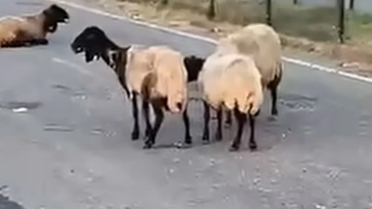 Rögardan sızan suyu içtiler! 32 küçükbaş hayvan telef oldu