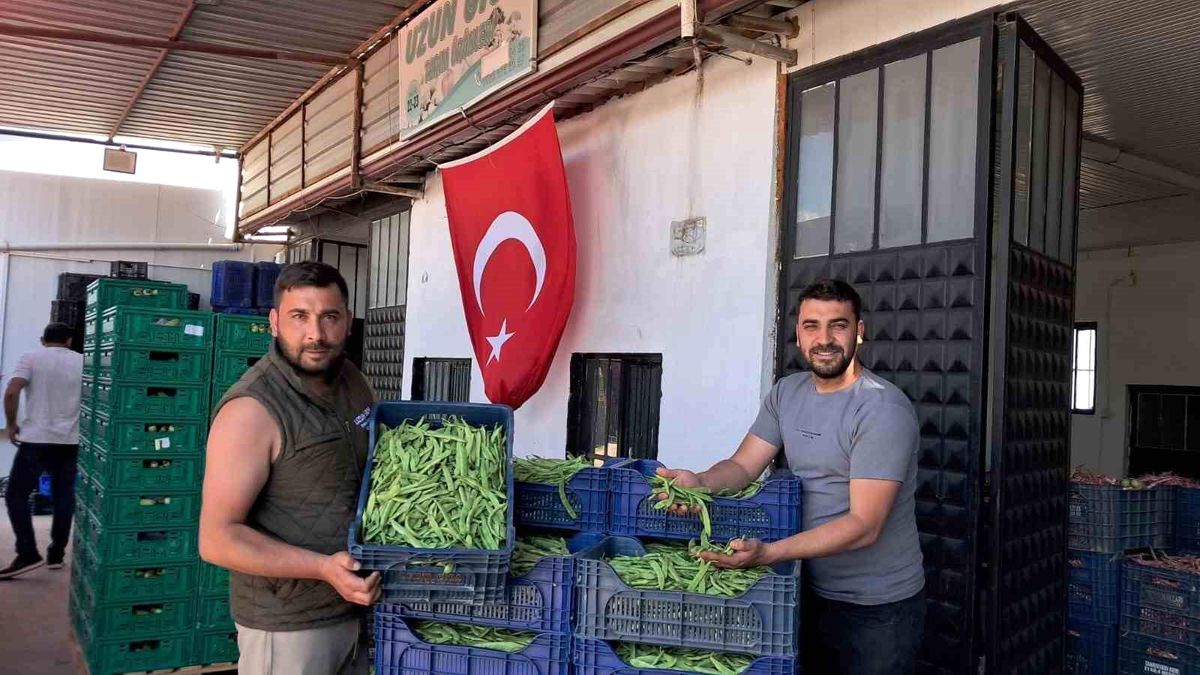 İznik'te Nazende fasulyesinde ilk hasat başladı, üretici fiyatlardan memnun
