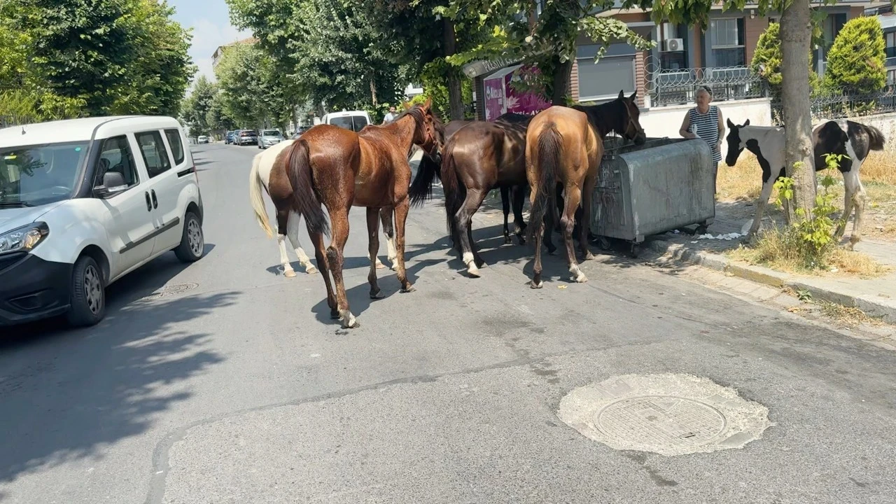 Vatandaşlar isyan etti: Avcılar'da başıboş at sorunu!