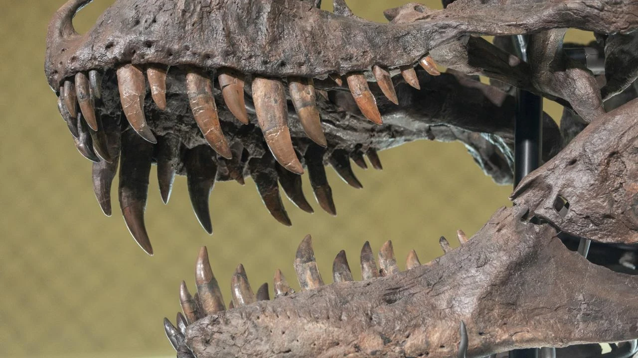T-rex iskeleti rekor fiyata satıldı: 50,1 milyon dolarla tarihin en pahalı dinozor fosili oldu