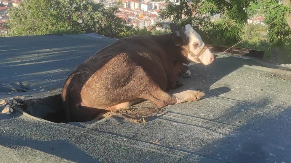 Otlarken evin çatışına düştü! İtfaiyeden inek operasyonu