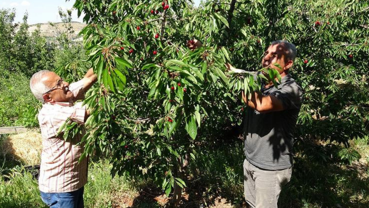 Günlük 3 bin TL verecekler! Malatya'da işçi bulamıyorlar