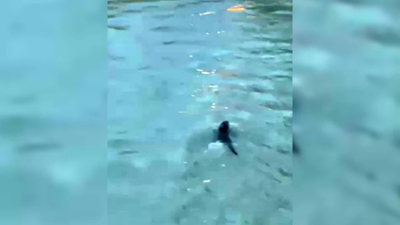 Doğa yine ağızları açık bıraktı: Su samuru ve yunus görüntülendi