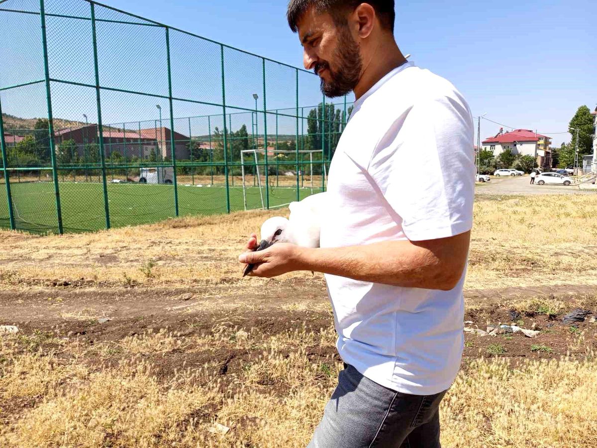 Defalarca yuvadan düşen yavru leylek doğaya bırakıldı