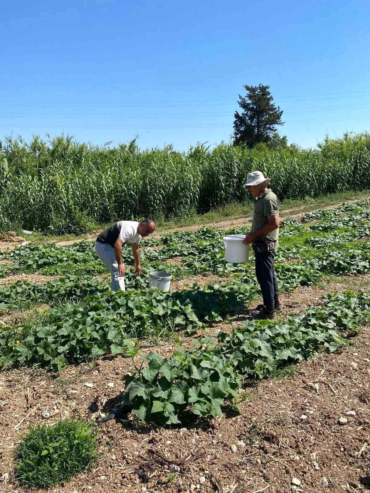 Didim'de salatalıklardan numuneler alındı