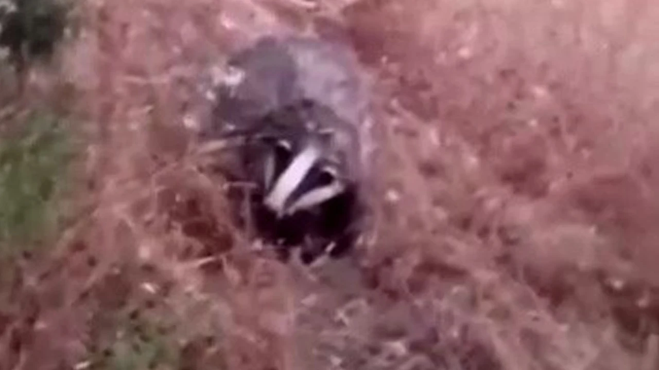 Batman'da nesli tükenmekte olan porsuk cep telefonu kamerasıyla görüntülendi