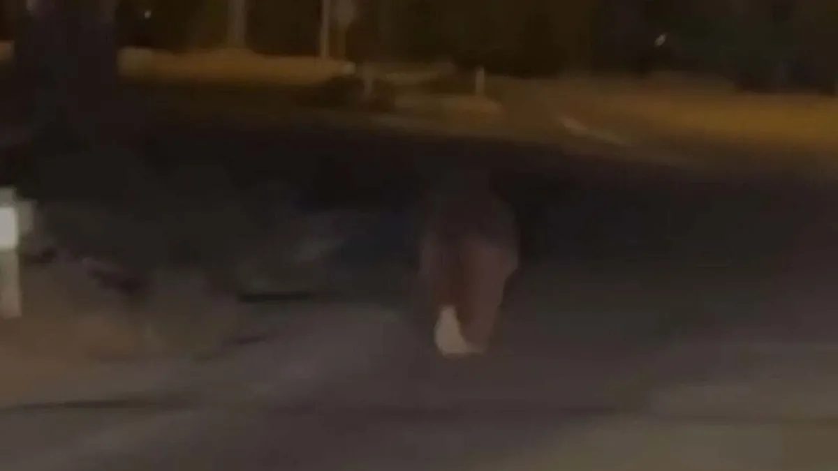 İzmir’de akılalmaz ayı vahşeti! Balkondan alıp 20 metre sürükledi