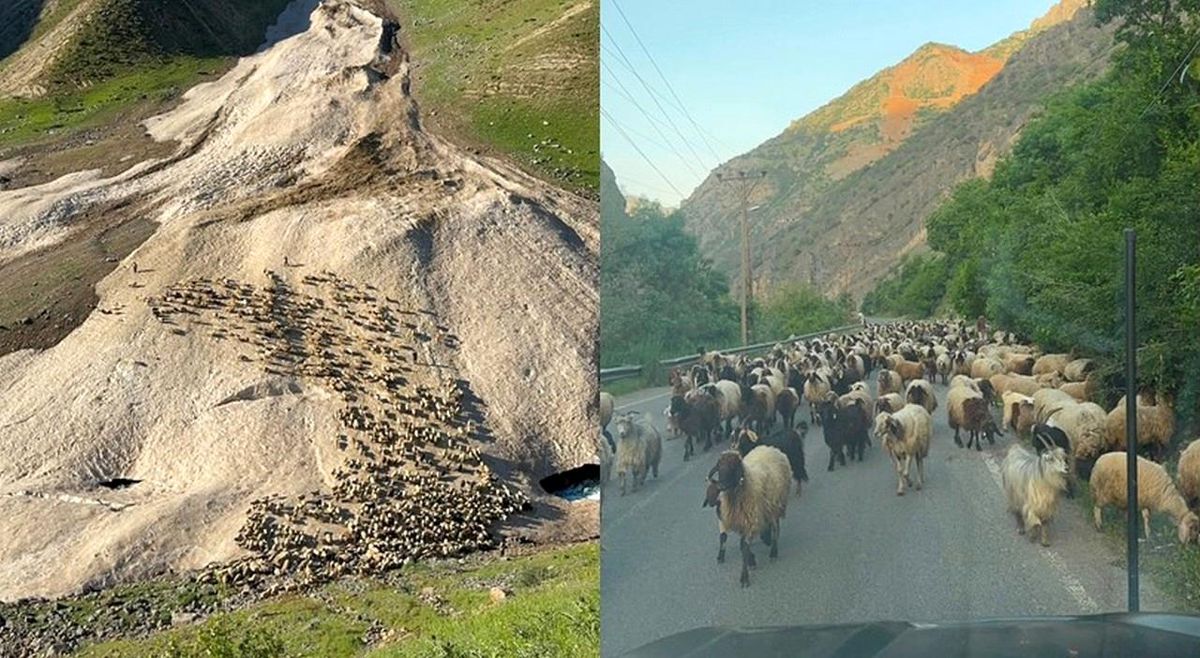 Hakkari'de yayla sezonu gecikmeli başladı
