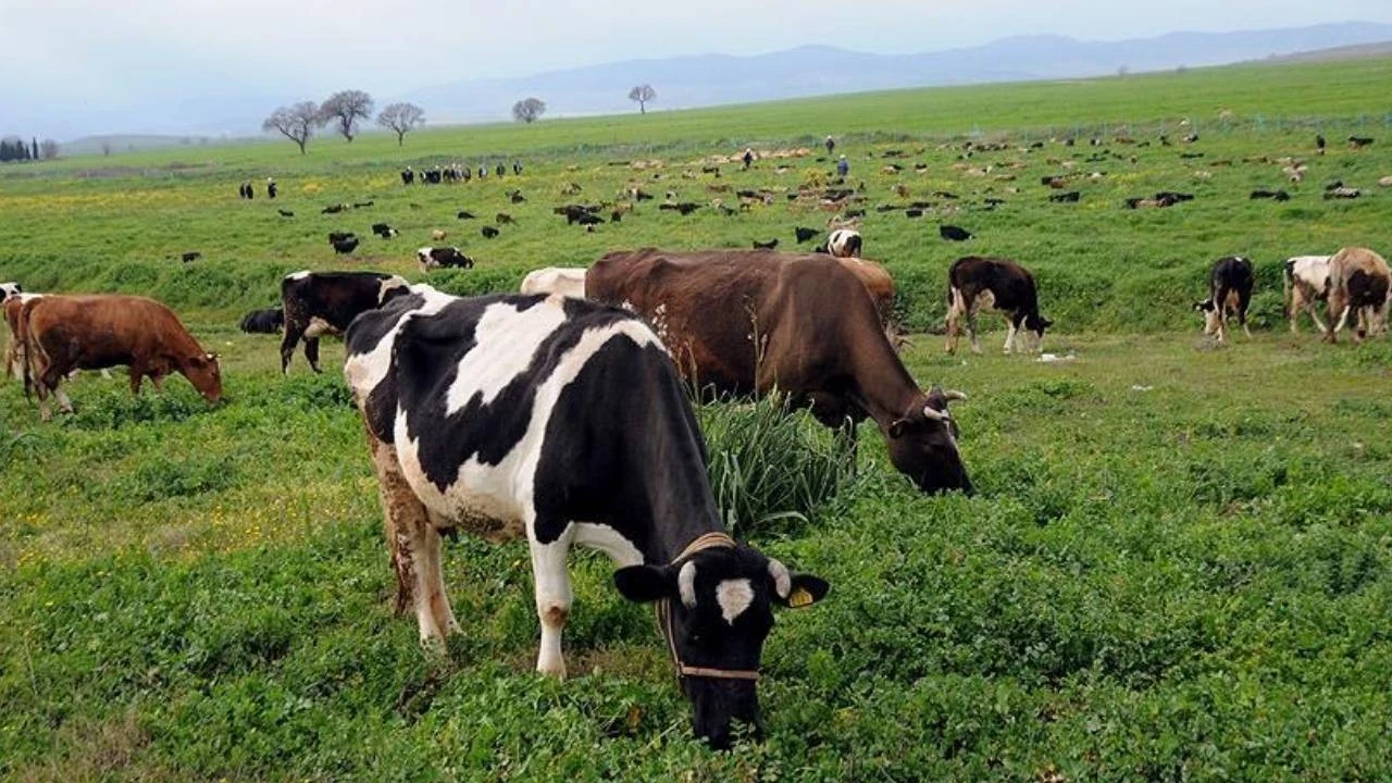 Yeşeren meralar yem maliyetini düşürdü, verim arttı