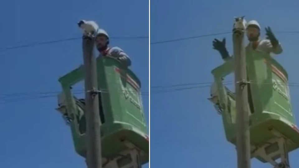 Amasya'da elektrik direğinde mahsur kalan kediyi elektrik ekipleri kurtardı | AMASYA YEREL HABERLERİ