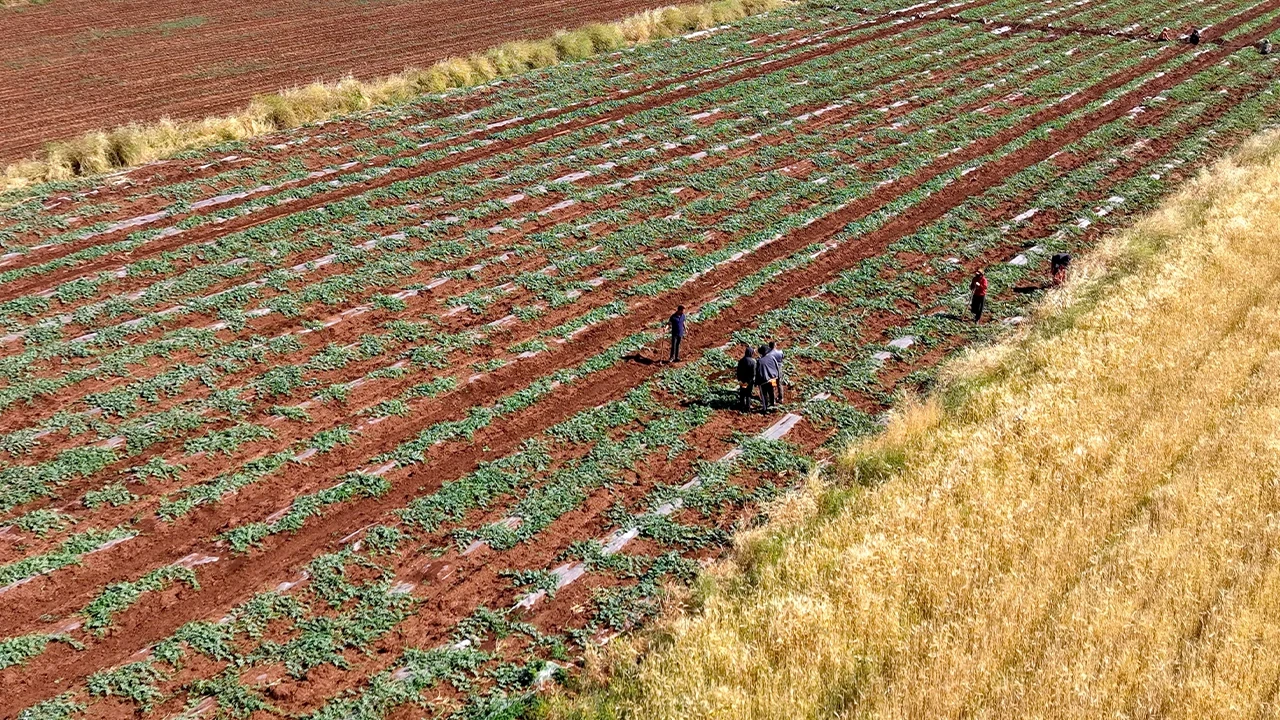 Diyarbakır karpuzunda dolu şoku: Hasat 20 gün gecikti, bu yıl sofralara geç gelecek