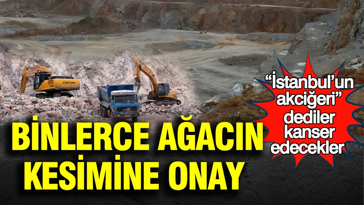 “İstanbul’un akciğeri” dediler kanser edecekler: Binlerce ağacın kesimine onay