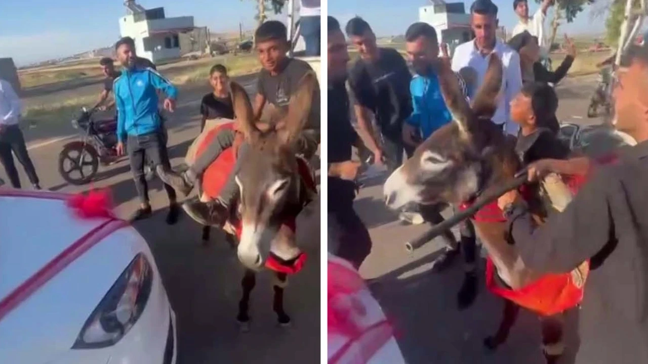 Eşekle düğün konvoyunun önünü kestiler