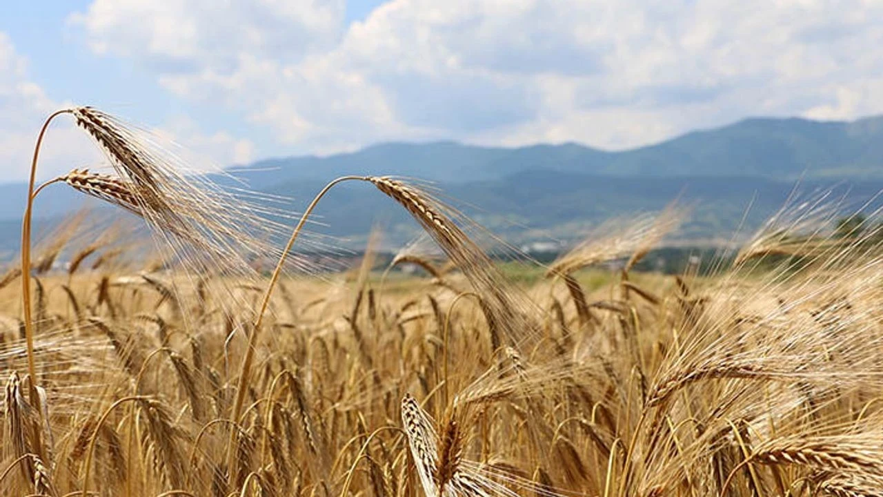 Tarımda dönüşüm: Buğday verimi iki katından fazla arttı