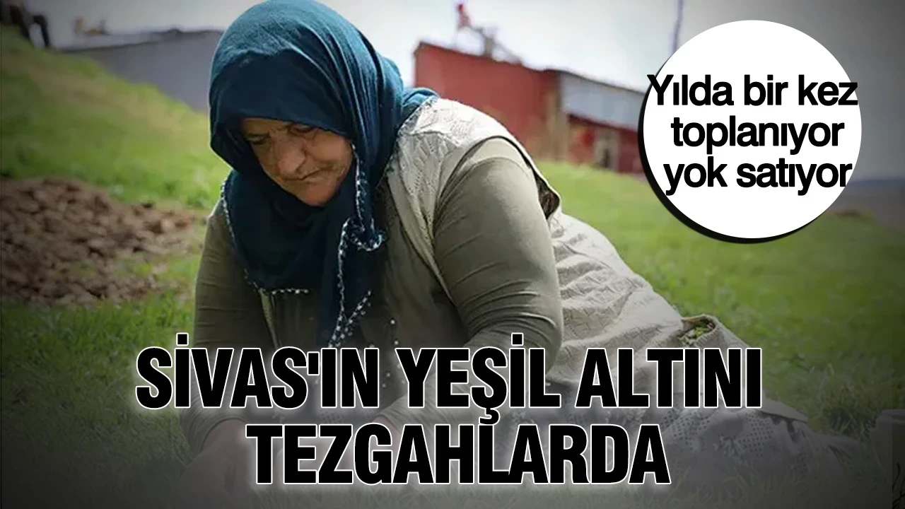 Sivas'ın yeşil altını tezgahlarda: Yılda bir kez toplanıyor, yok satıyor