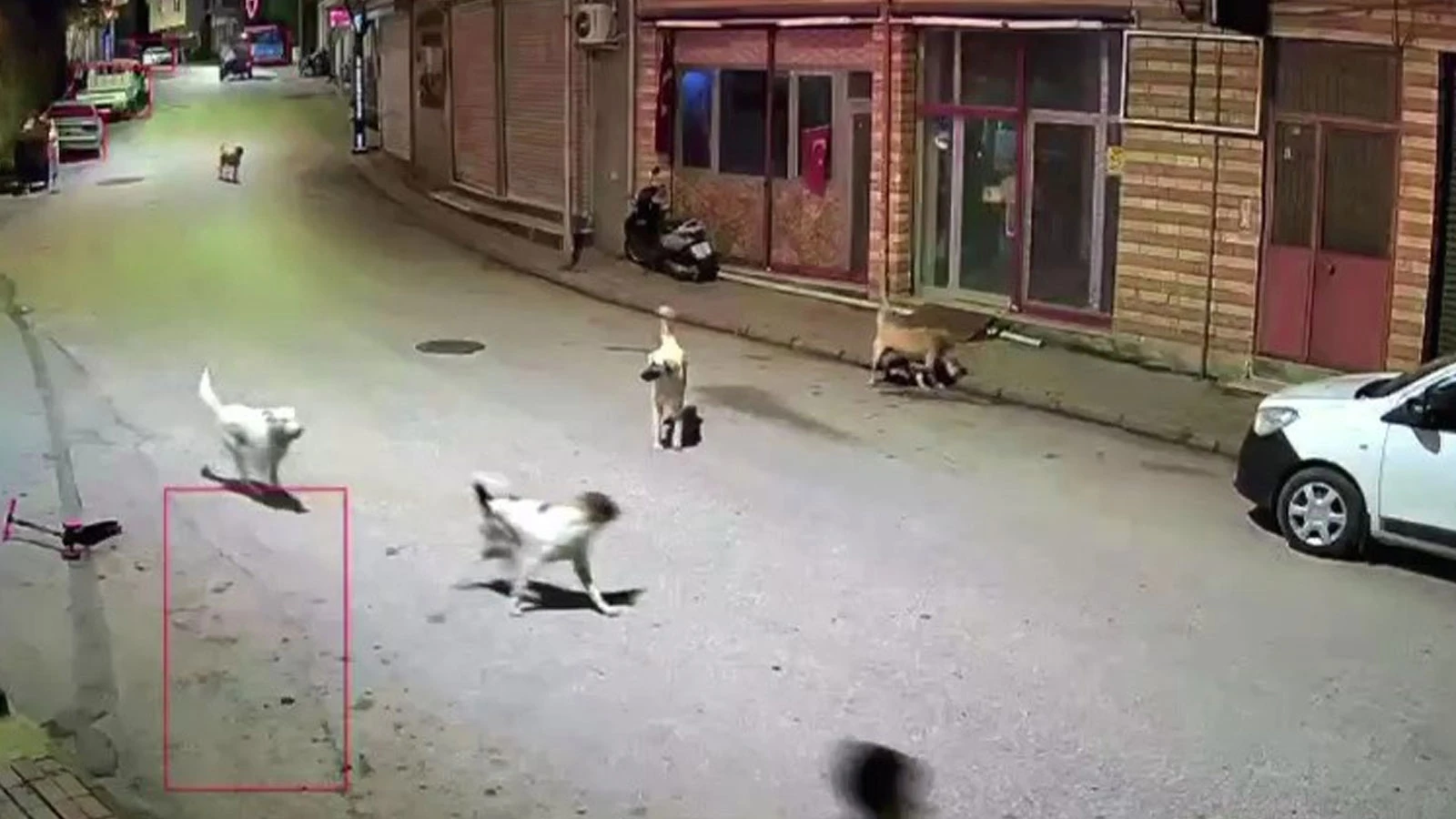 Ordu'da küçük çocuk sokak köpeklerinin saldırısına uğradı