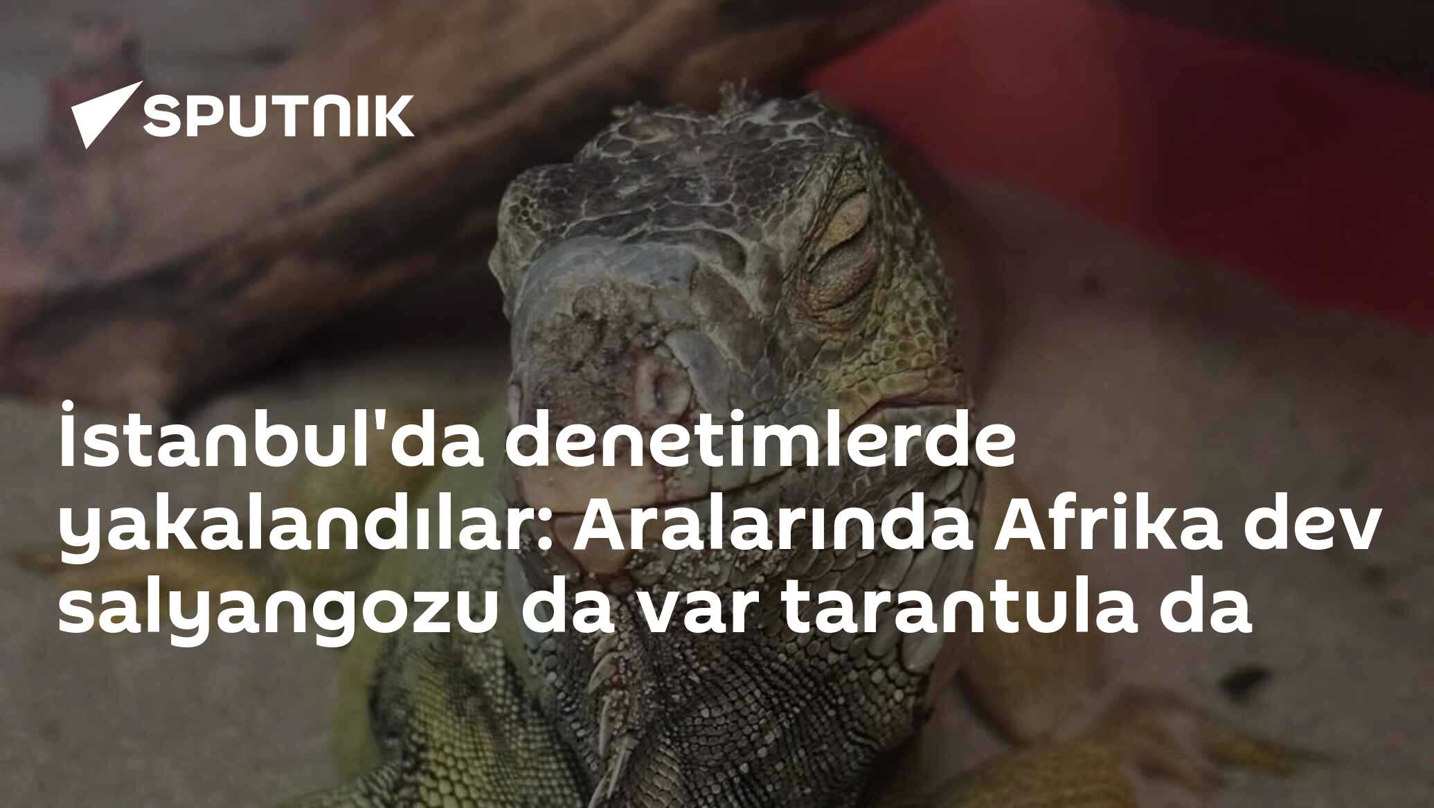 İstanbul'da denetimlerde yakalandılar: Aralarında Afrika dev salyangozu da var tarantula da