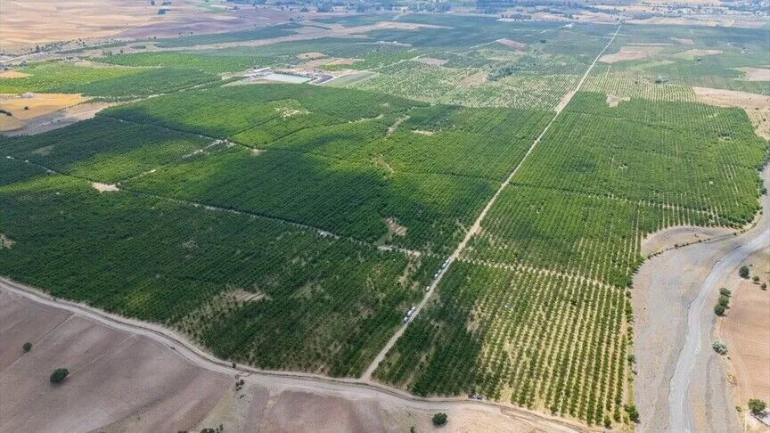 TARSİM'in desteğiyle ayakta kalan 5 bin dönümlük meyve bahçesinde hasat başladı