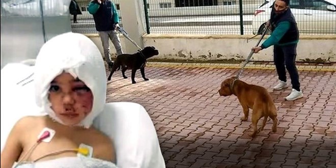 Pitbull saldırısı davasında mahkeme köpekleri 'silah' saydı