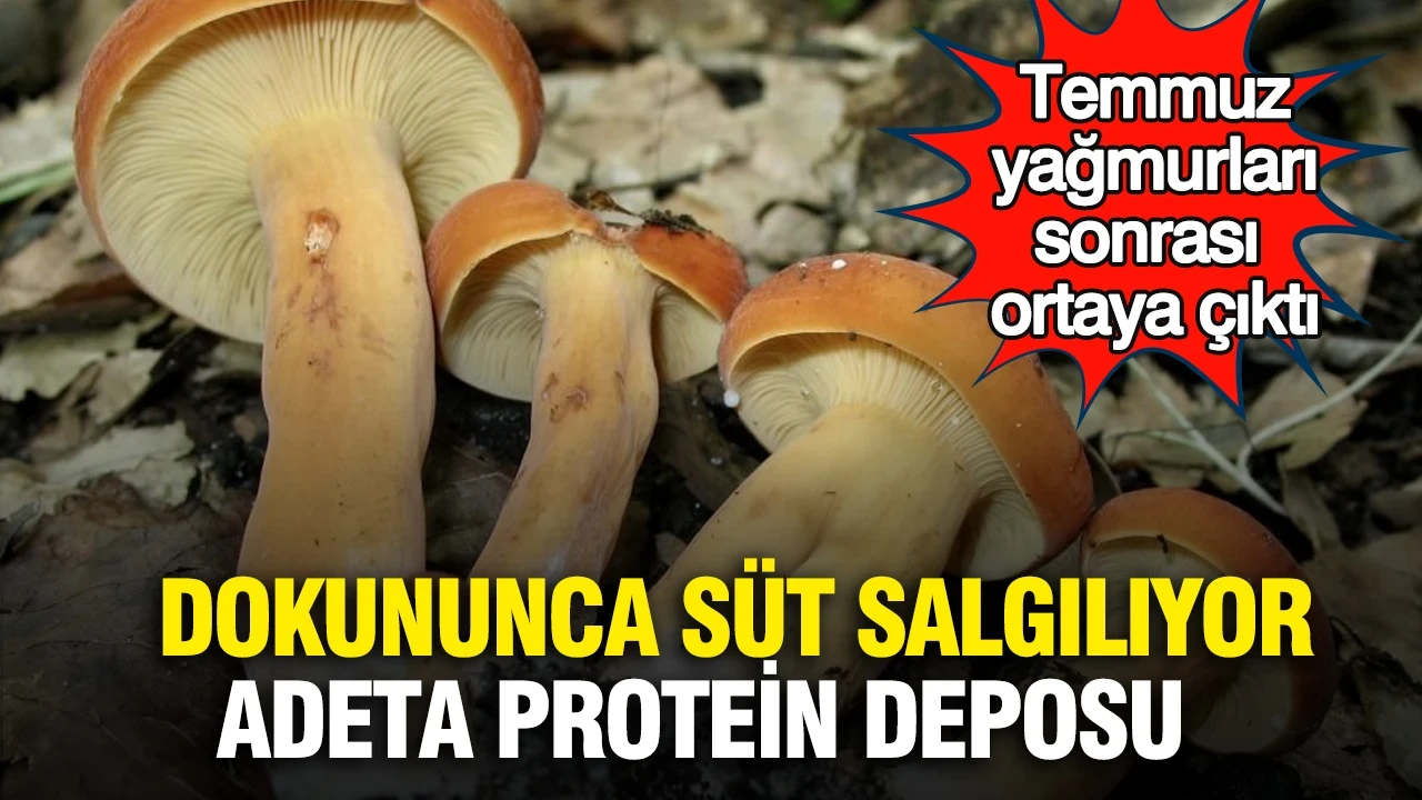 Temmuz yağmurları sonrası ortaya çıktı: Dokununca süt salgılıyor, adeta protein deposu
