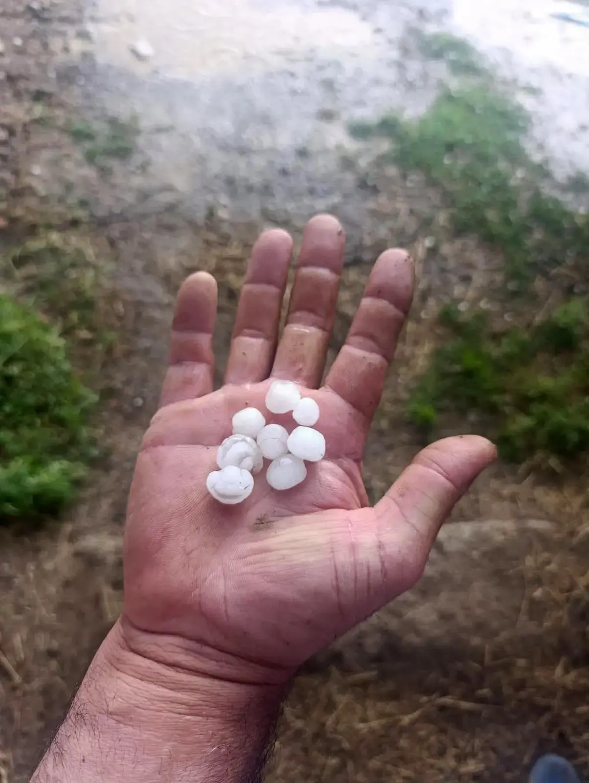 Üreticinin emeğini dolu vurdu! 25 dakikalık yağış Eber kirazına büyük hasar verdi