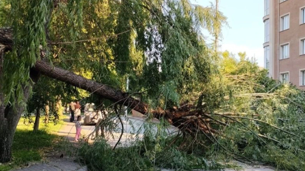 Şiddetli rüzgar parktaki ağacı devirdi