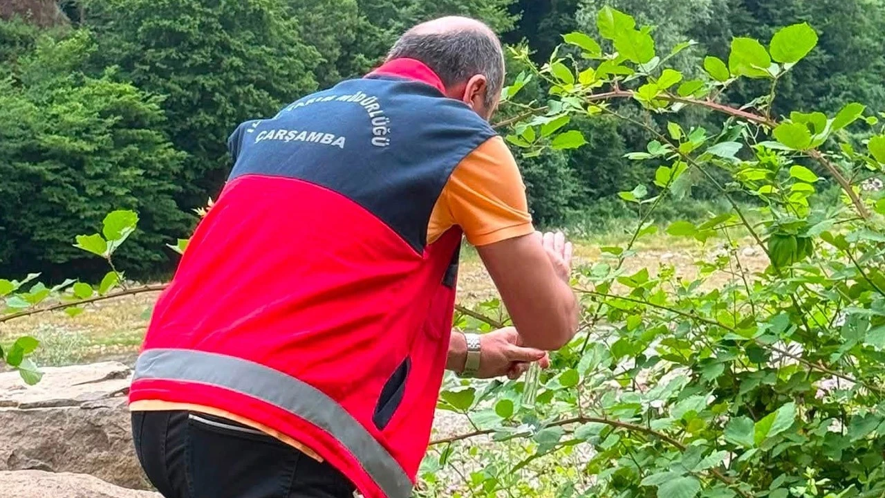 Samsun'da 1 günde 300.000 çoğalabilen hayvana karşı 9 mahallede büyük atak
