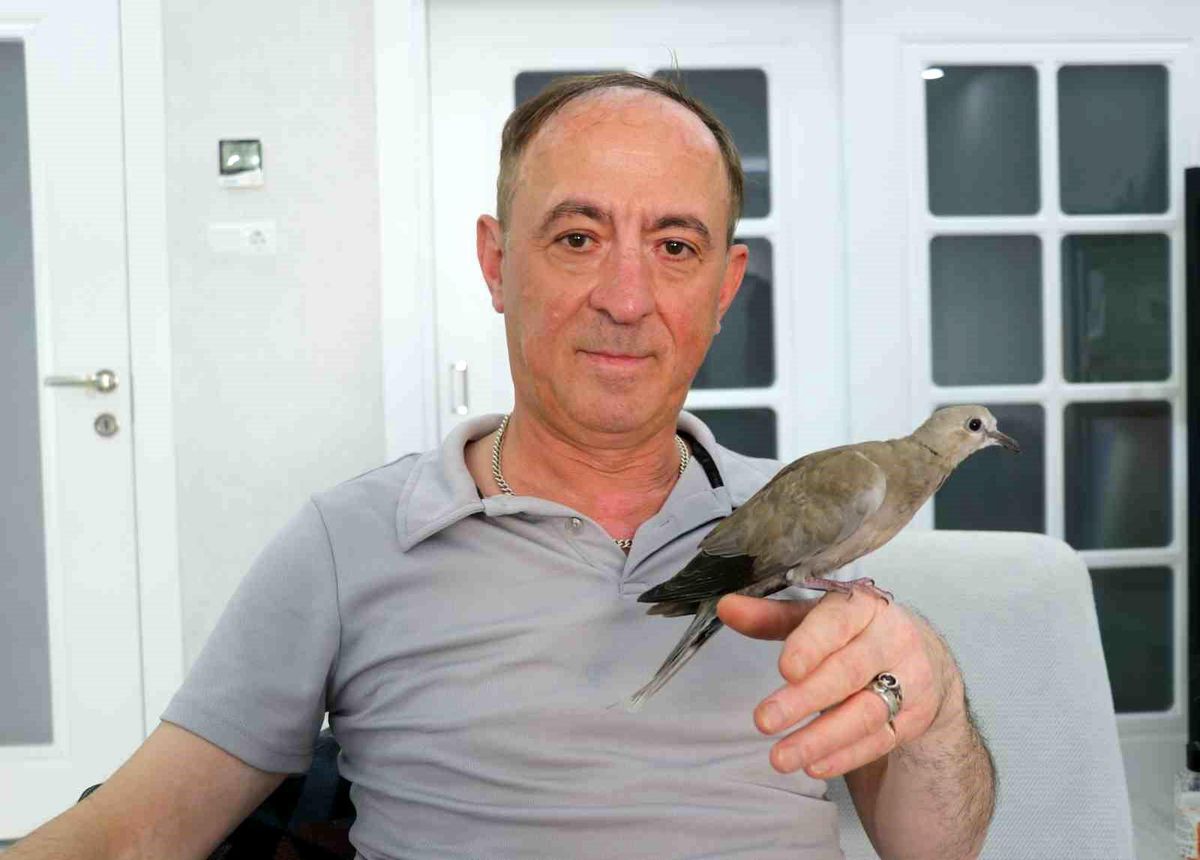 Şırıngayla beslediği yaralı kumru en yakın dostu oldu