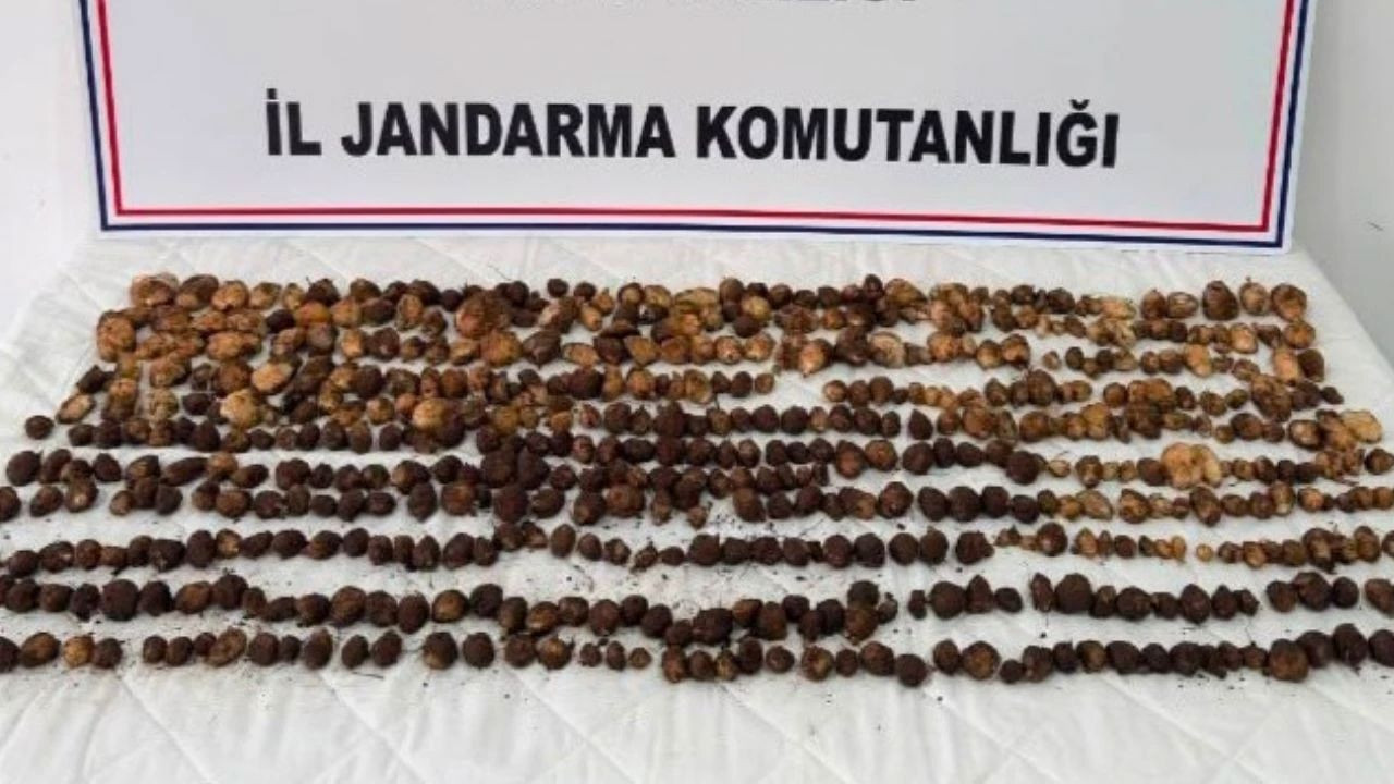 Bolu'da yabani salep toplayanlara rekor ceza!