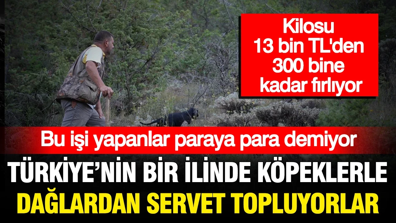 Kilosu 13 bin TL'den başlıyor 300 bine kadar çıkıyor: Dağlardan köpeklerle servet topluyorlar