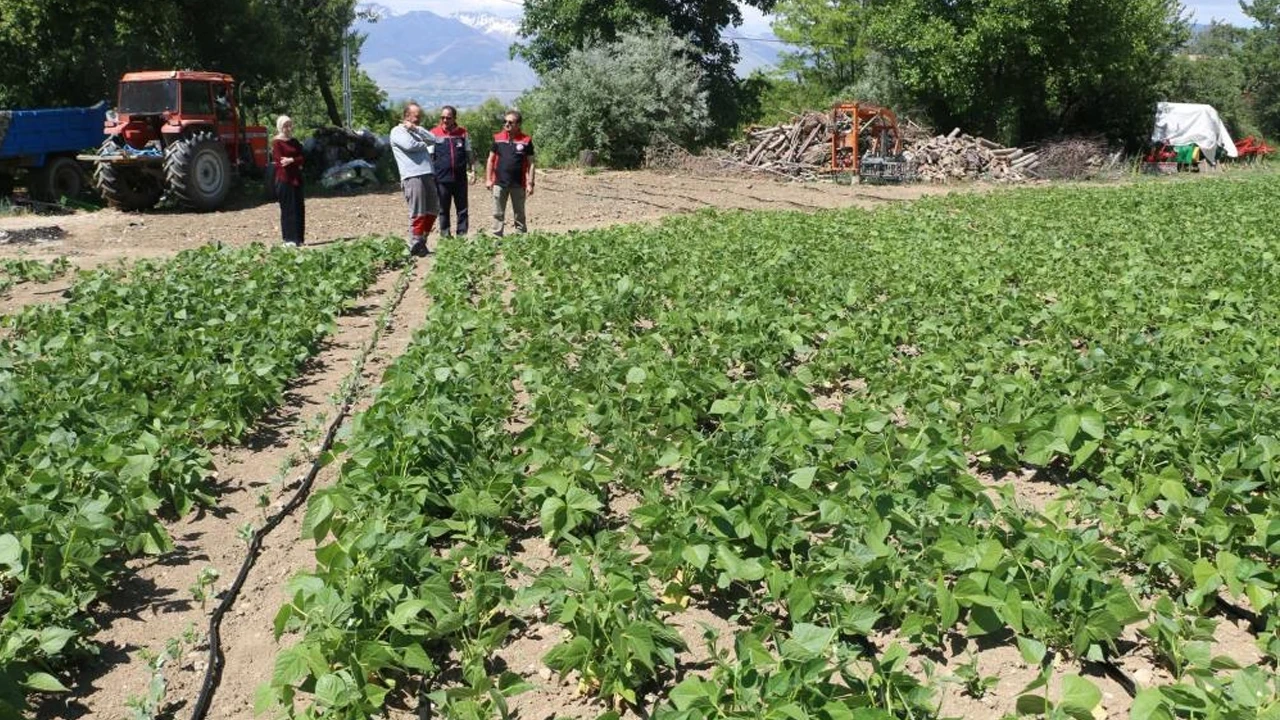 Erzincan’ın tescilli kuru fasulyesi Işıl-24 için yeni proje yolda