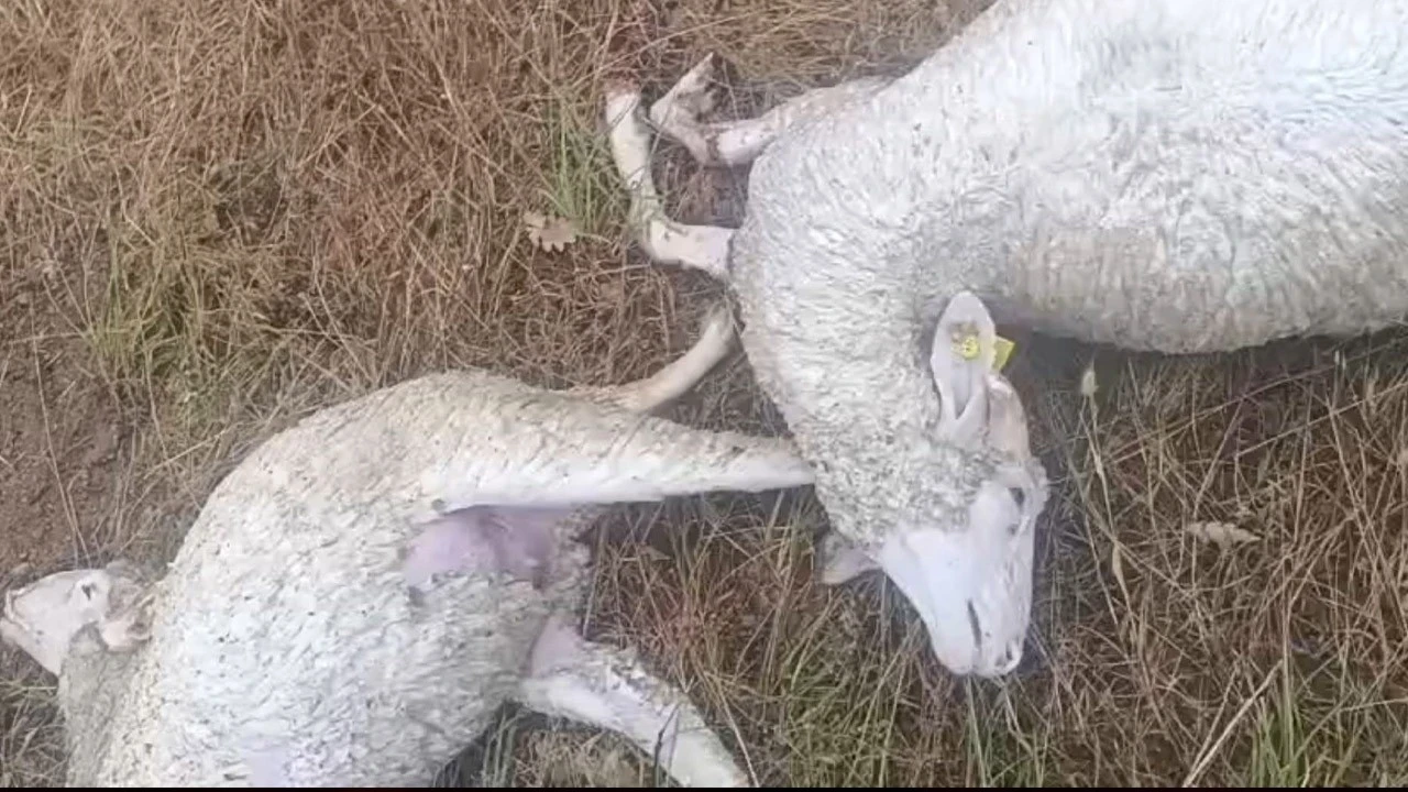 Kırklareli'nden kötü haber! 10'larca koyun boynu kırılarak telef oldu