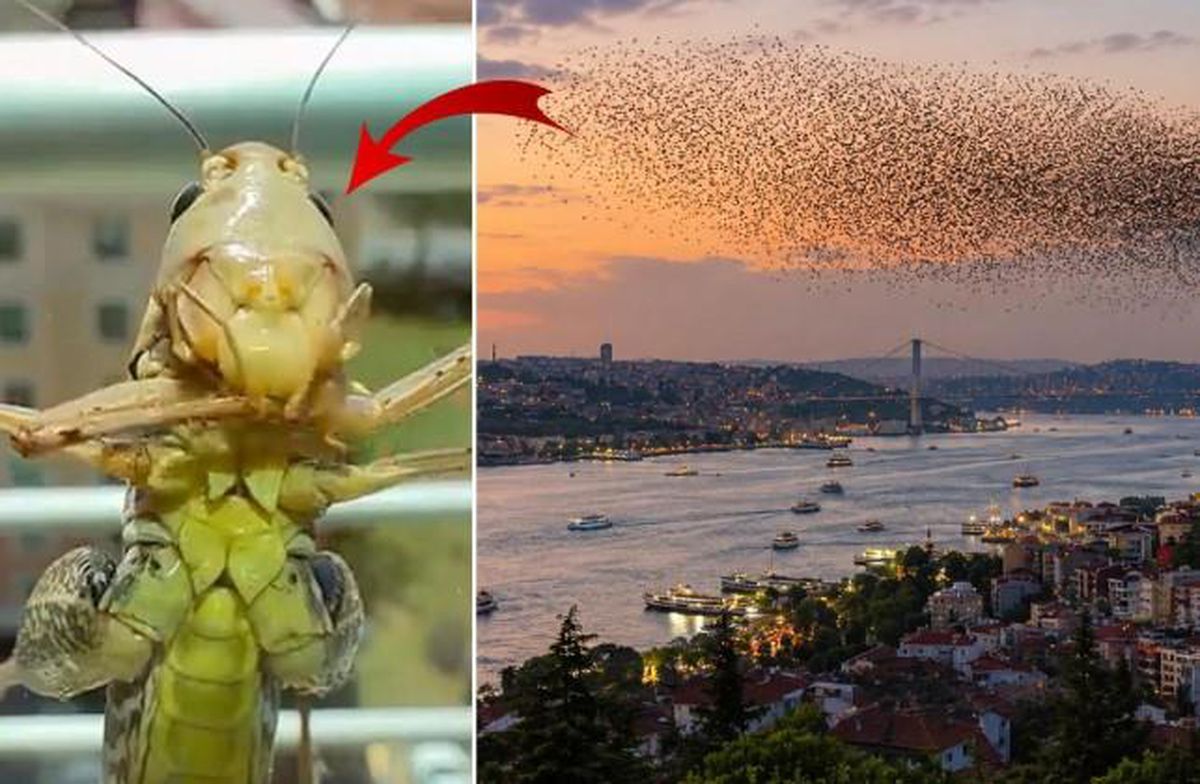 Çekirge istilası kıyamet alameti mi?