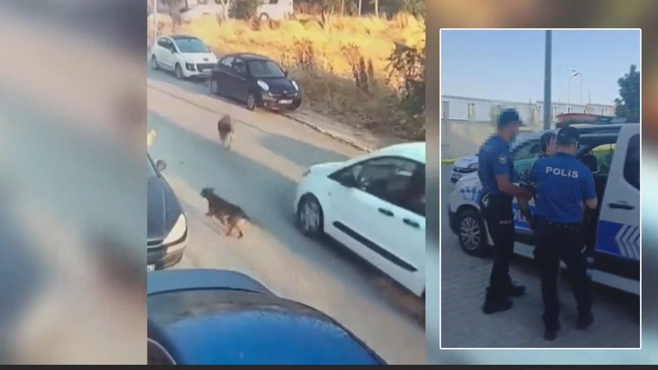 Sokak köpeklerinin üzerine böyle gitmişti: Görüntüler sonrası yakalandı