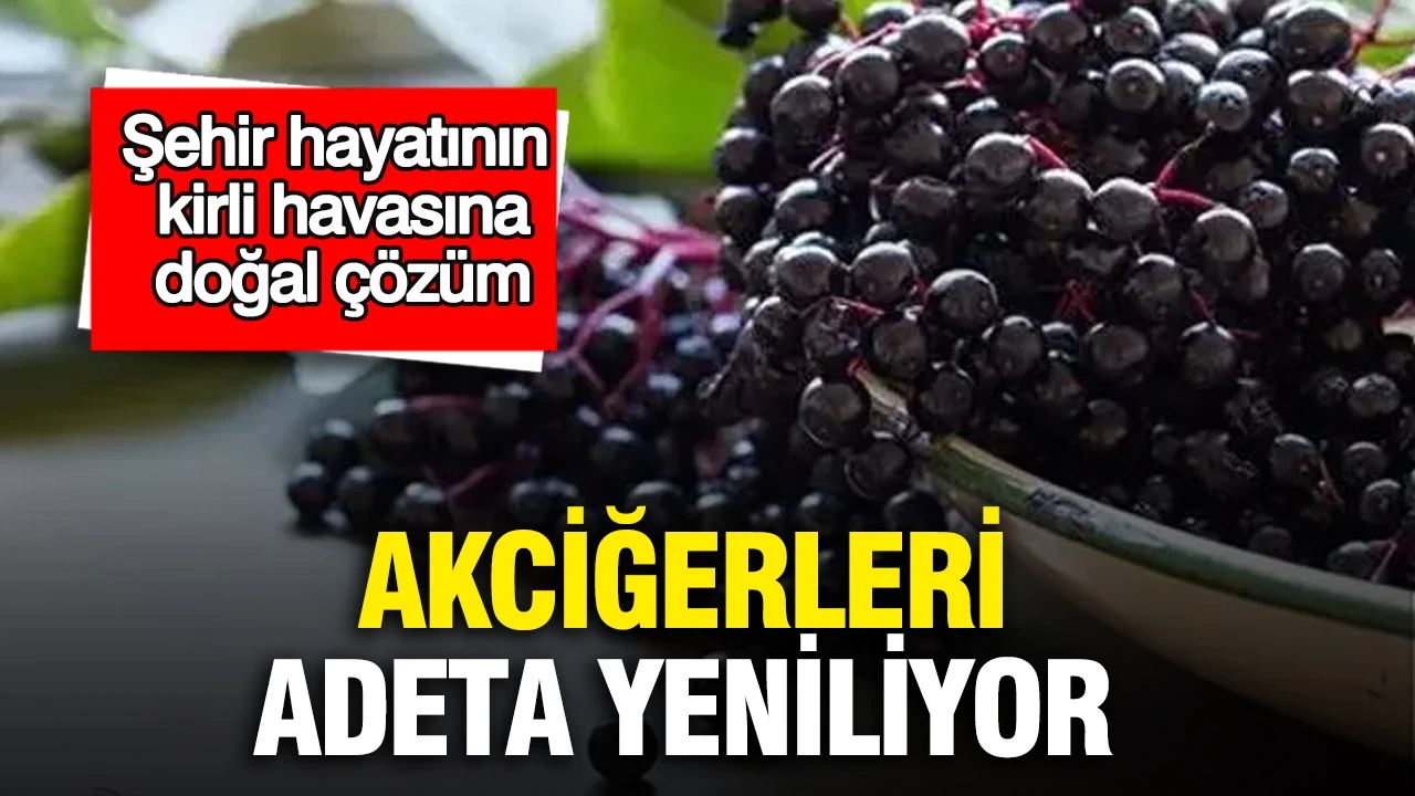 Akciğerleri adeta yeniliyor: Şehir hayatının kirli havasına doğal çözüm