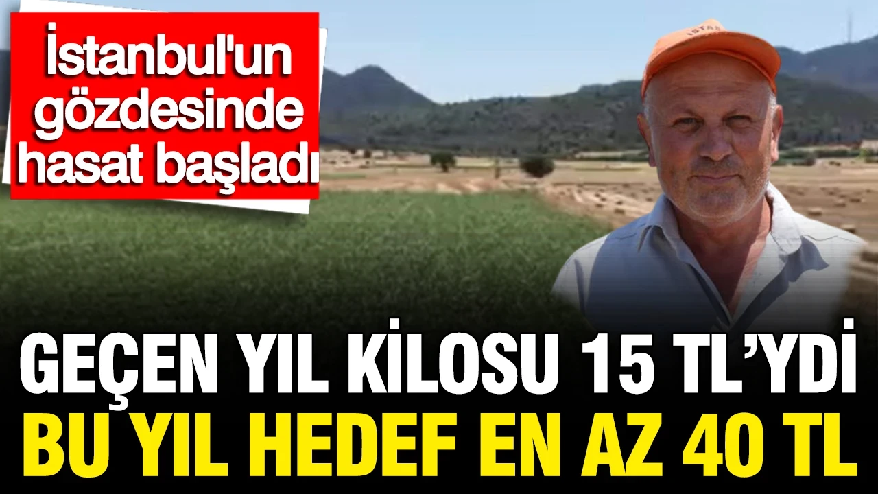 Geçen yıl kilosu 15 TL'ydi bu yıl hedef en az 30 TL: İstanbul'un gözdesinde hasat başladı