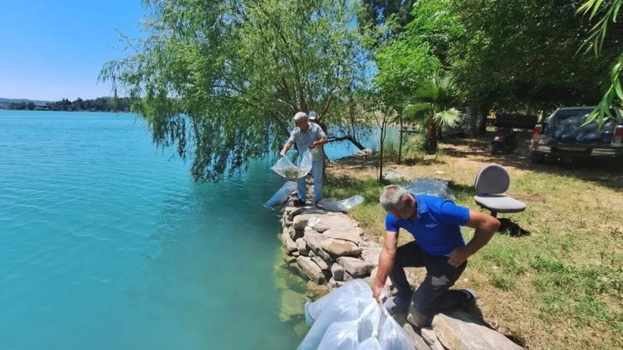 Manavgat'ta baraj gölüne 400 bin balık yavrusu bırakıldı