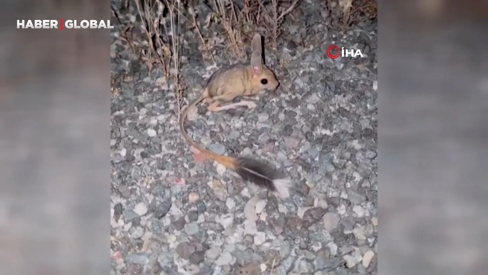 Elazığ’da Arap Tavşanı görüldü