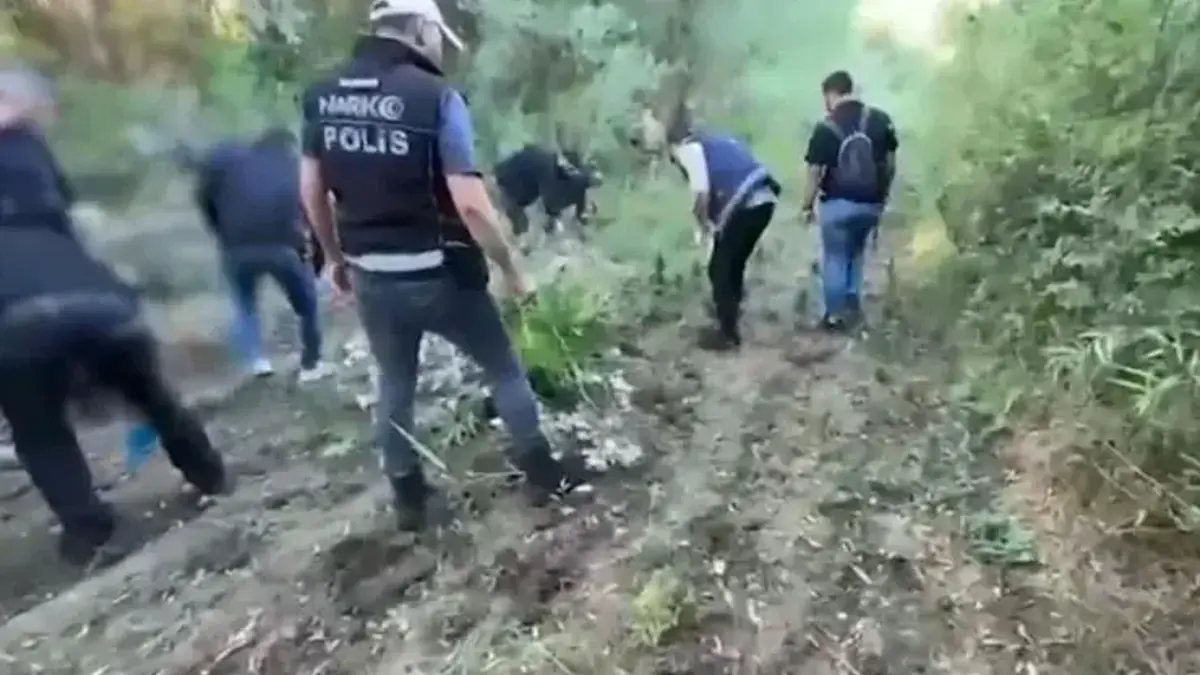 Tarihi mirasa narkotik darbesi! Hevsel Bahçeleri’nde 12 bin kök kenevir ele geçirildi